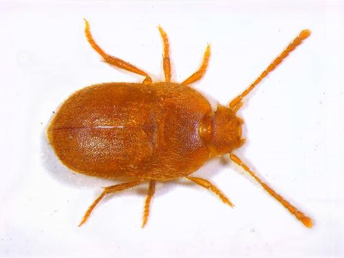 Leptinus testaceus